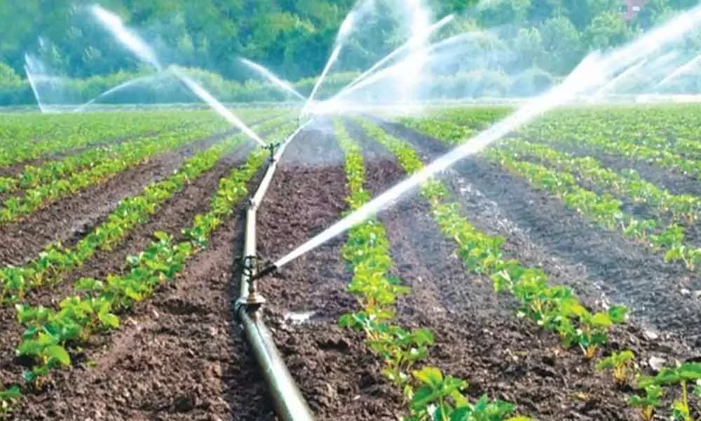 Guntur: Govt urged to revive subsidy on drip irrigation
