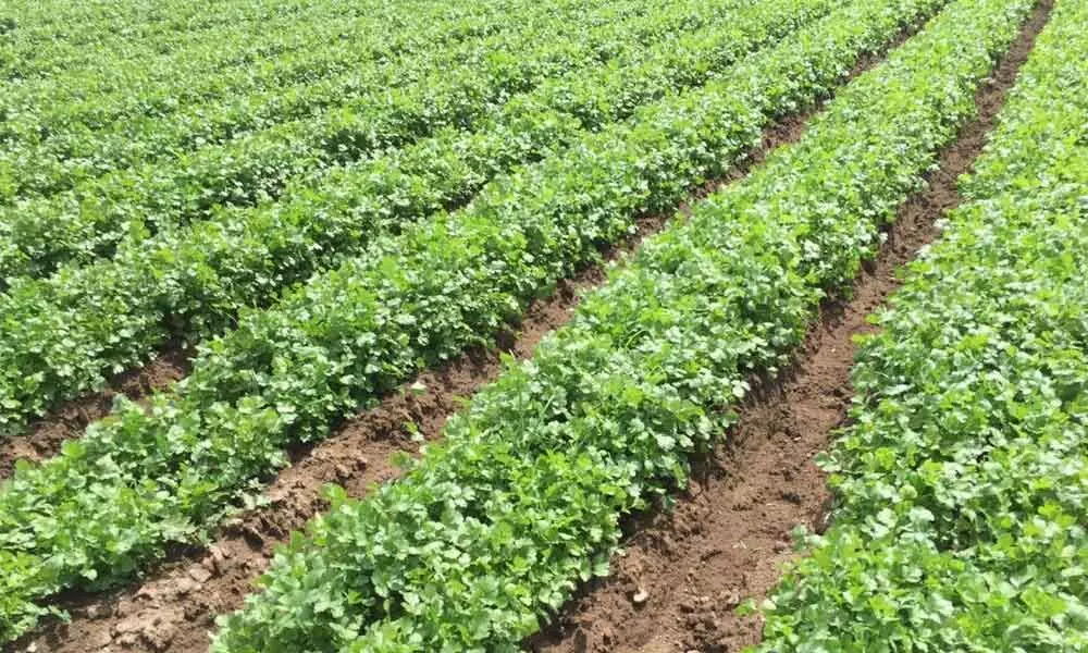 Coriander leaf crop