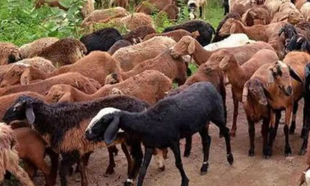 Anthrax reported in Warangal, 4 sheep die