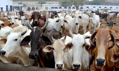 Karnataka government orders ‘Gopuja’ at all temples on Diwali