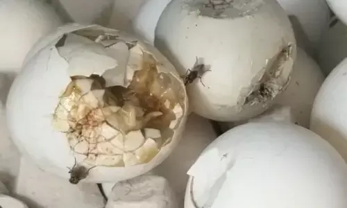 Rotten eggs infested with the maggots intended for supply to schools as part of Jagananna Gorumudda programme