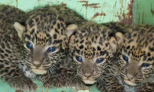 Representational Image