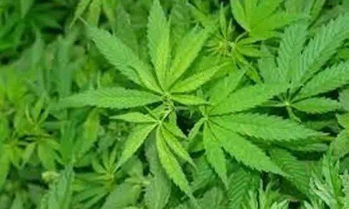 3 raids by Task Force to curb ganja menace