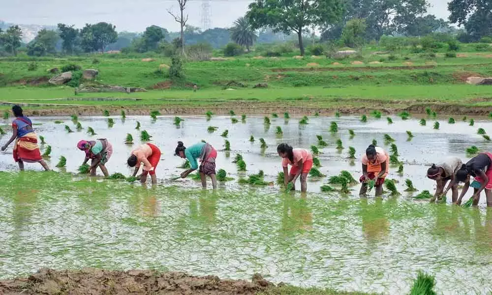 Farm incomes may fall in India by 15%