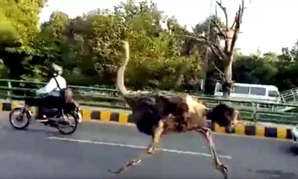 Watch The Trending Video Of An Ostrich Running On The Street