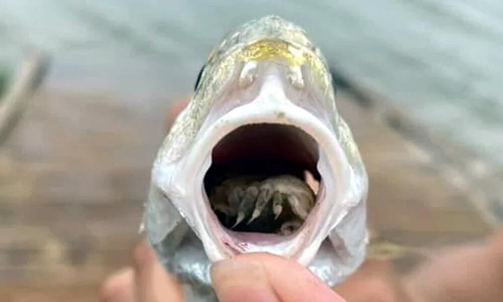 Terrifying Parasite Disguising As A Fish Tongue Was Discovered