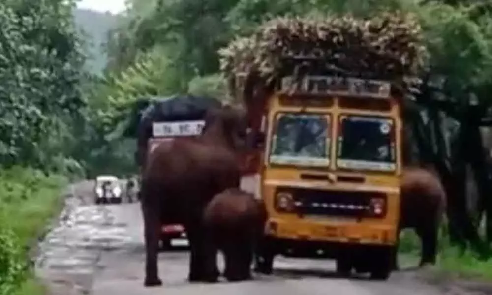 Elephants fight over lorry load of sugarcane, stop traffic on highway