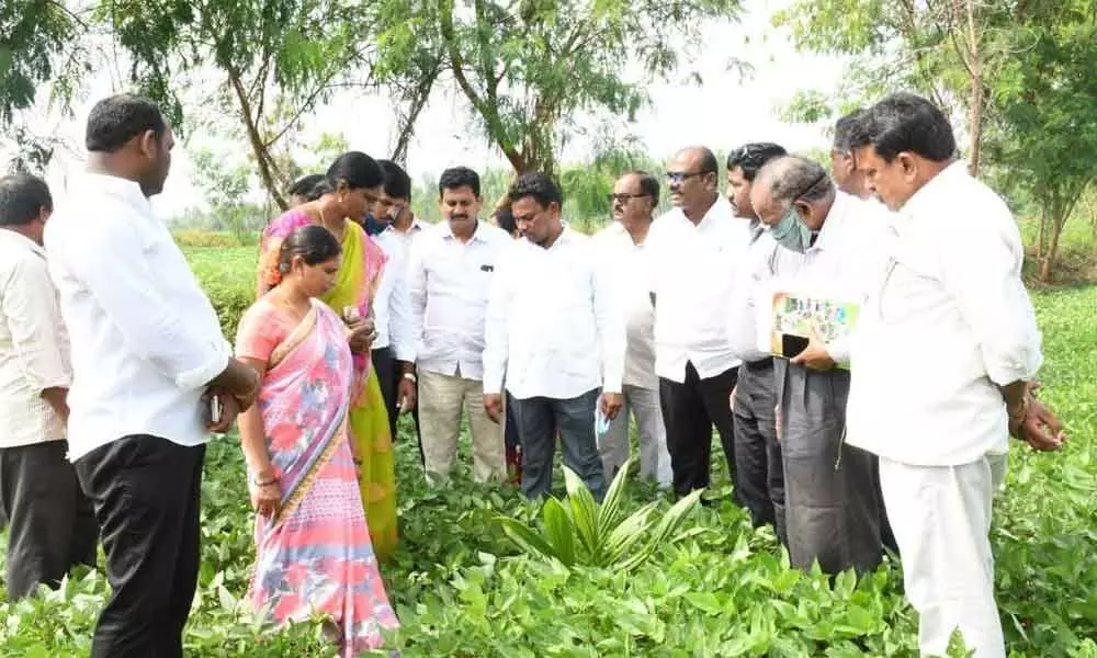 Pinapaka MLA Rega Kantha Rao inspecting oil palm cultivation in Aswapuram mandal on Saturday