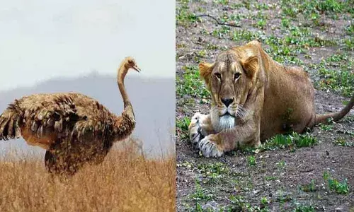 Lioness, 5 ostriches in Vandalur zoo die suddenly