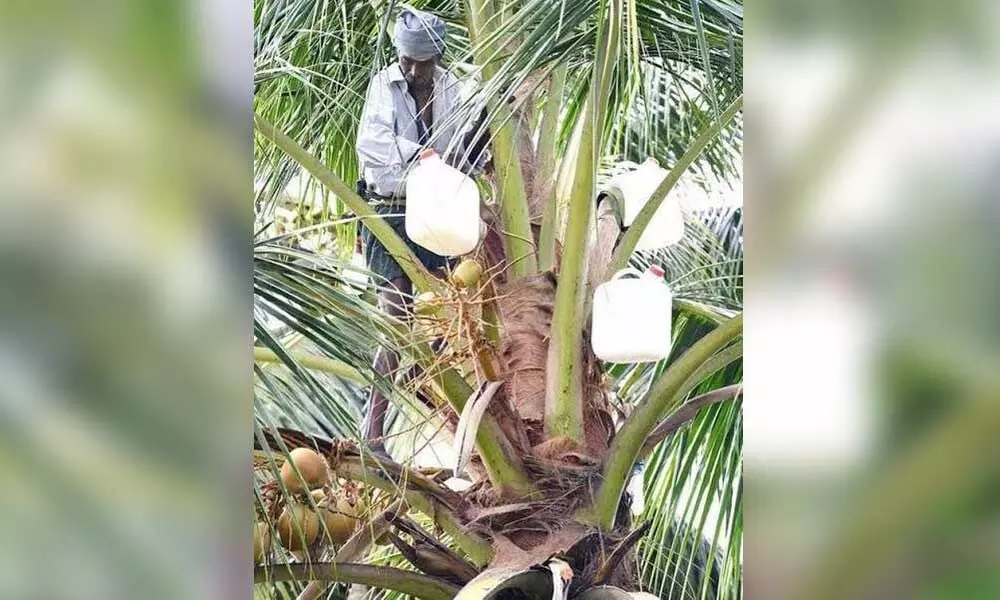 A man collecting toddy from palm tree in Anantapur