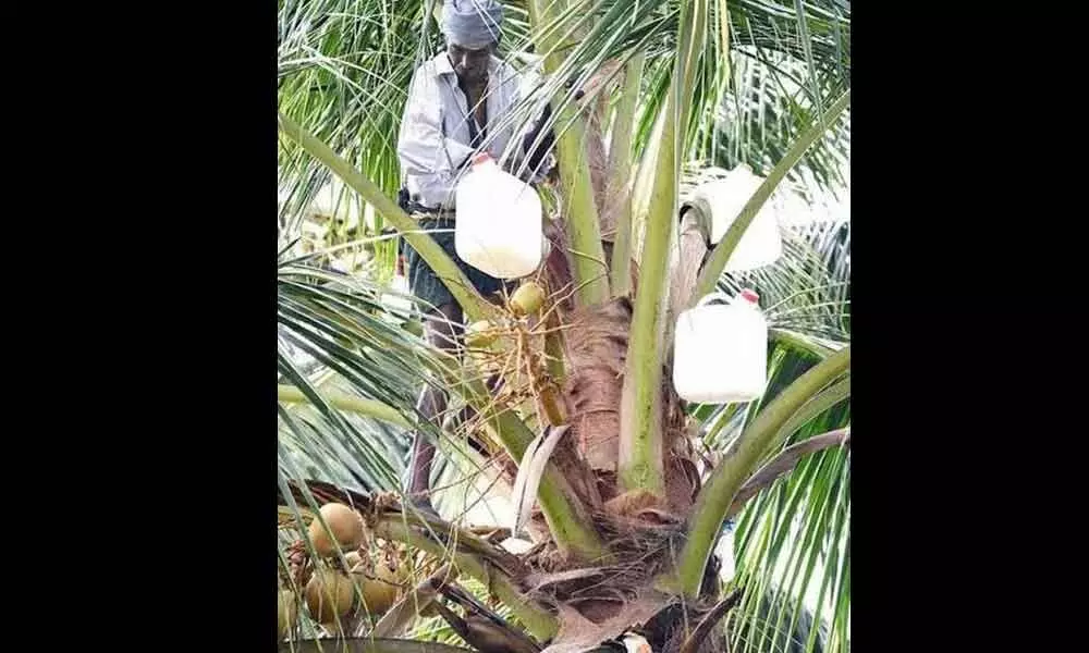 A man collecting toddy from palm tree in Anantapur