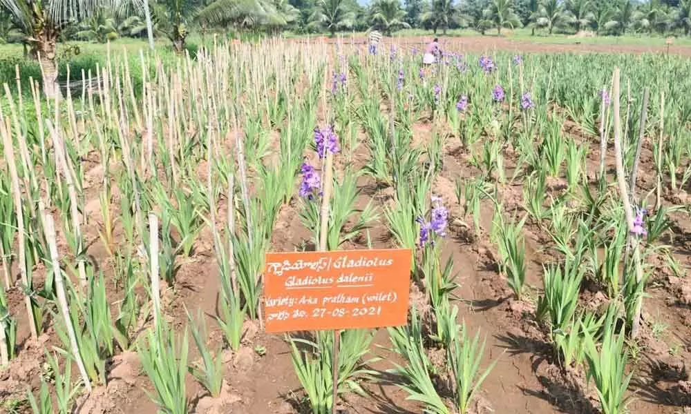 Acharya NG Ranga Agriculture University at Chintapalli has taken up organic cultivation of flowers to get better income to the tribal farmers