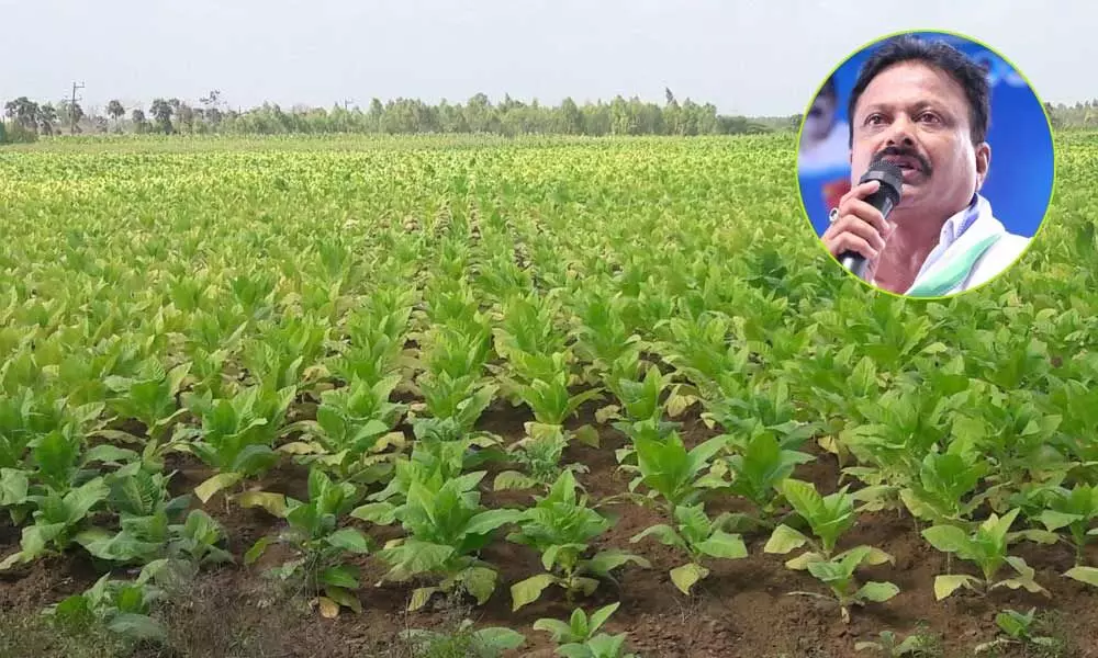 An FCV tobacco field in Prakasam district and Mareddy Subbareddy
