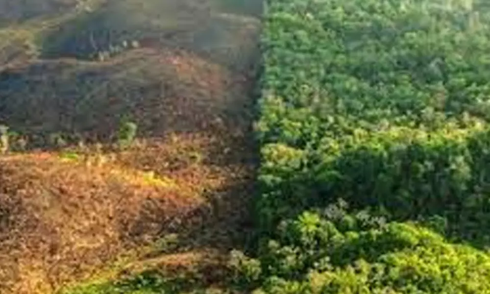 Decoding man-driven deforestation saga