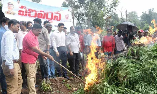 Cops destroying ganja crops in dense forest of Odiya Camp in Donkarayi, East Godavari district on Wednesday