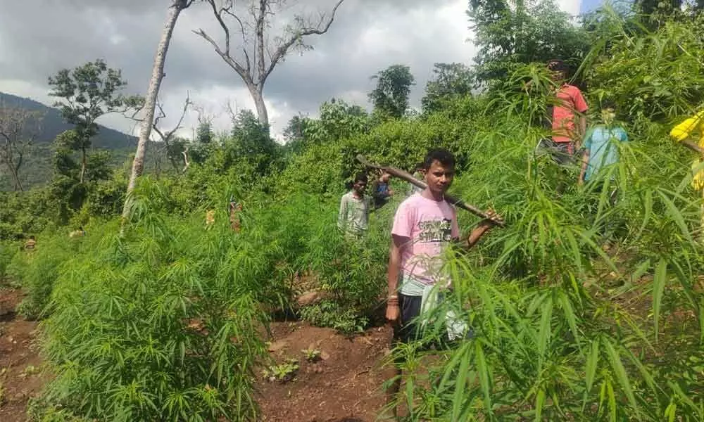 Tribals working on ganja fields at Odiya Camp in Chinturu Agency