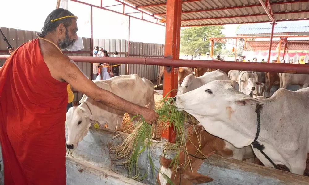 His Holiness Chinna Jeeyar Swami feeding cows at the Gaushala after inaugurating it in Hyderabad on Saturday