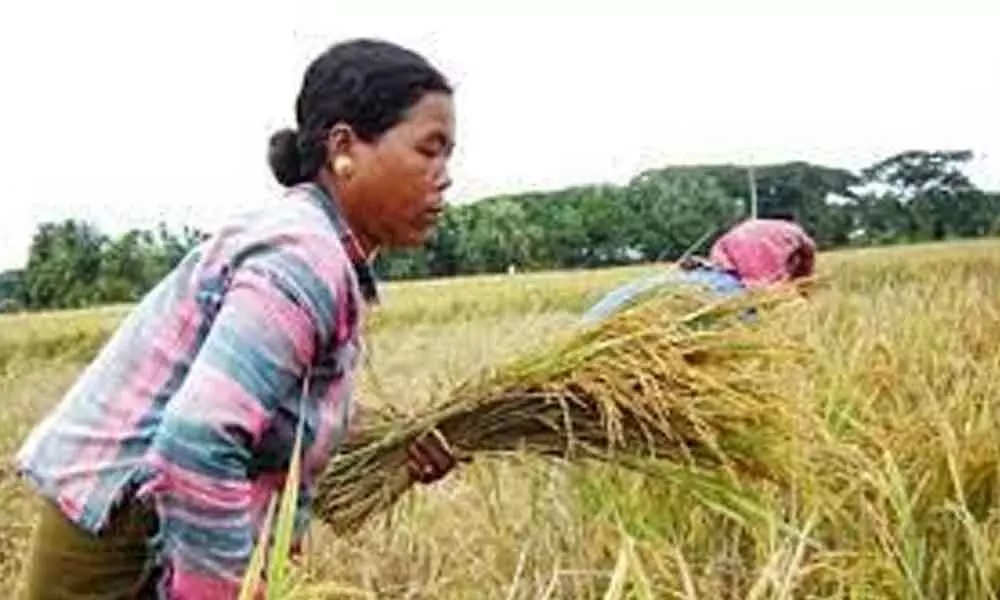 North East can attain huge transformation in agri development