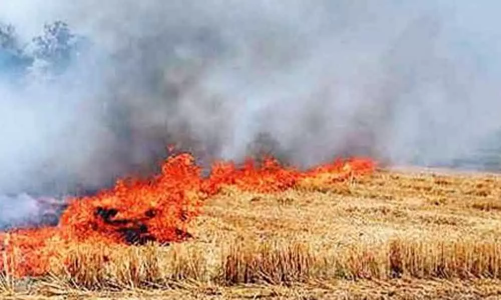 Crop residue burning: Hold emergency meeting, says Rai