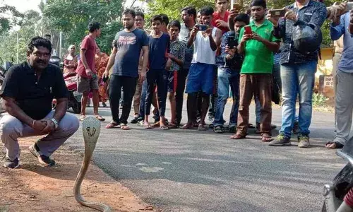 Ahead of Nagula Chavithi, people urged to refrain from bursting crackers and filling pits with milk and other edible stuff