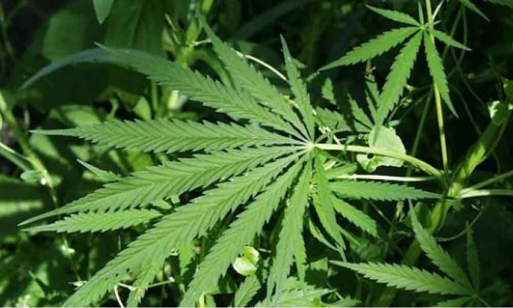 Operation Parivartan to curb marijuana cultivation intensified at ...