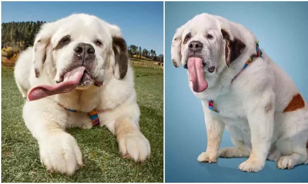 Dog Holding The Longest Tongues Guinness World Record Passed Away