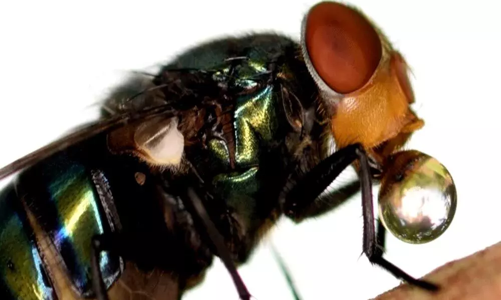 A fly regurgitating digestive juices. (Carlos Ruiz/CC BY-ND)