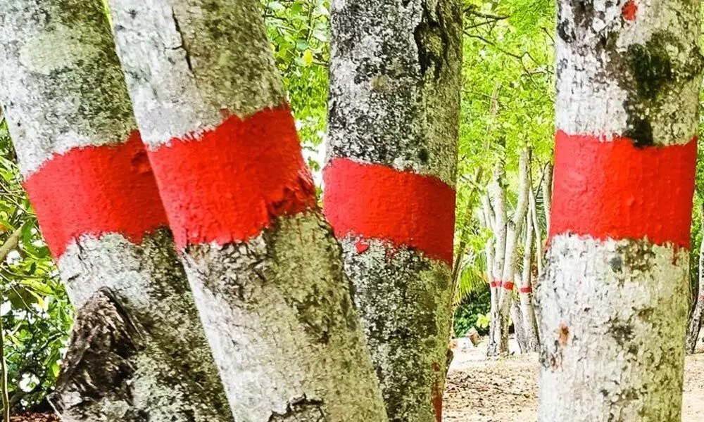 A manchineel tree painted red as a warning sign. (Severine BAUR/Getty Images)