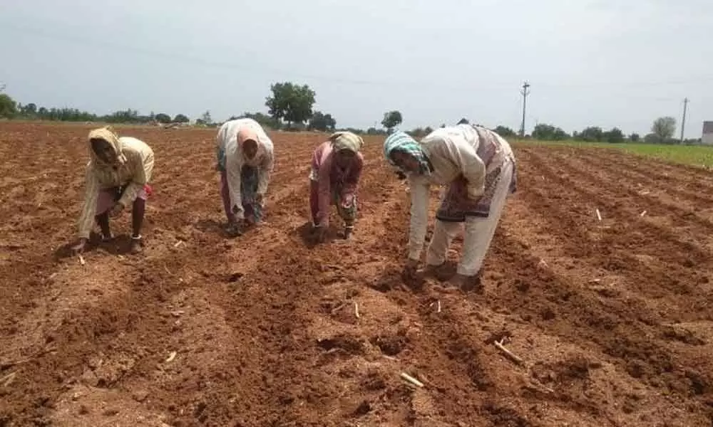 Podu farmers engaged in cultivation in Sircilla district