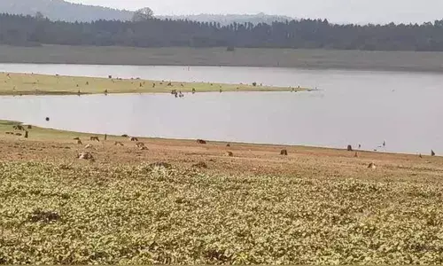 Kodagu to have another elephant camp