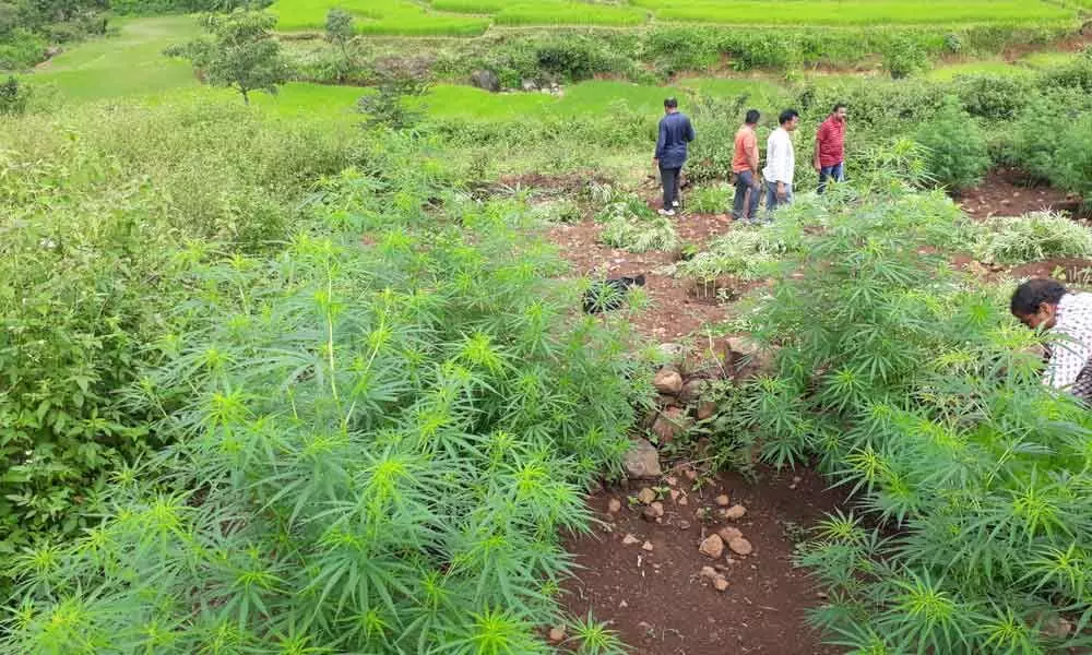SEB team destroys 239 acres of cannabis cultivation in Visakhapatnam agency