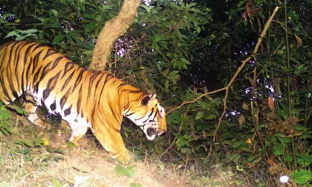 Survival of tigers is in danger