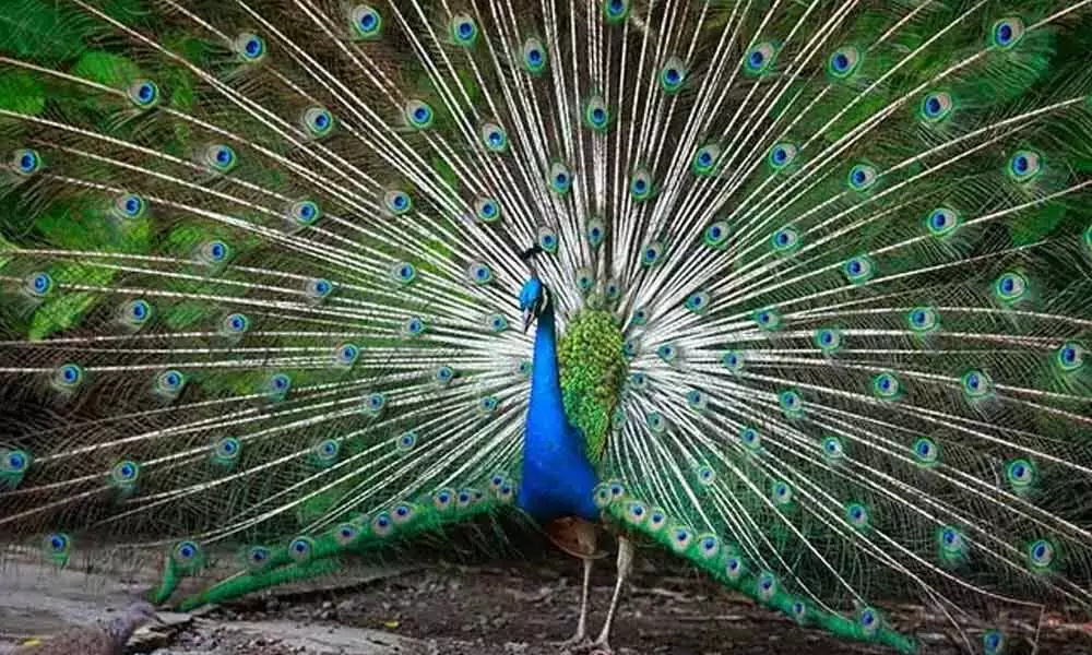 8 peacocks found dead in Agra