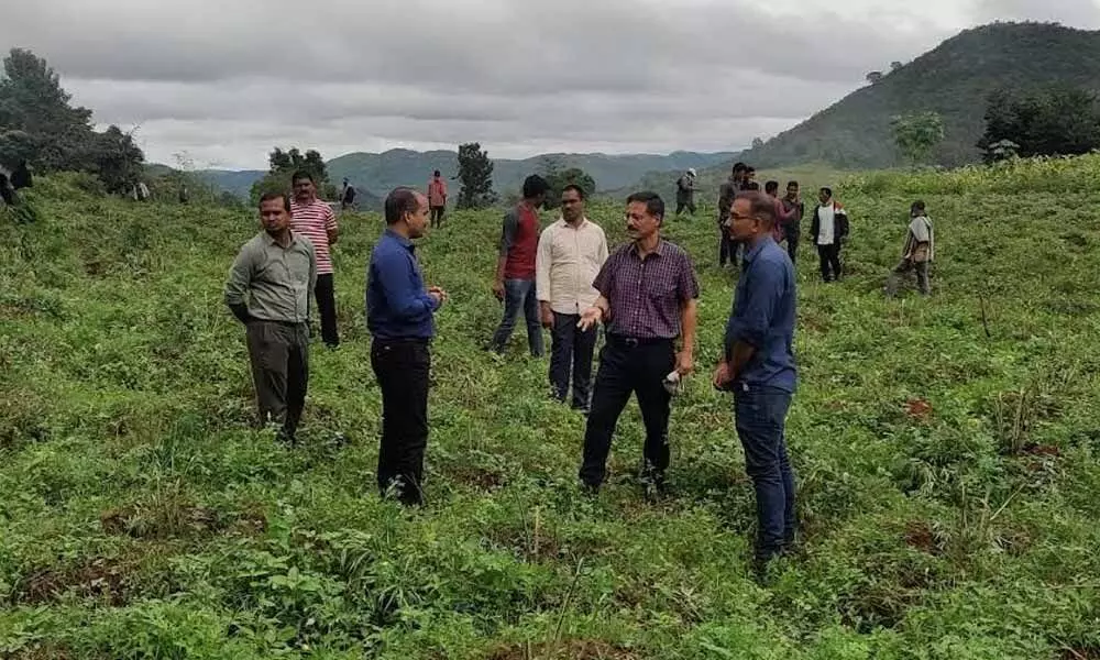 Special Enforcement Bureau Commissioner Vineet Brijlal supervising destruction of ganja cultivation in Maoist-affected areas of Meduru village in Visakhapatnam on Friday