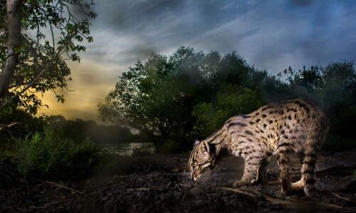 Hunter in the Mangroves: The Fishing Cat of Coringa, Roundglass