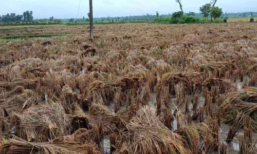 Lack of canals upkeep leads to water-logging in fields