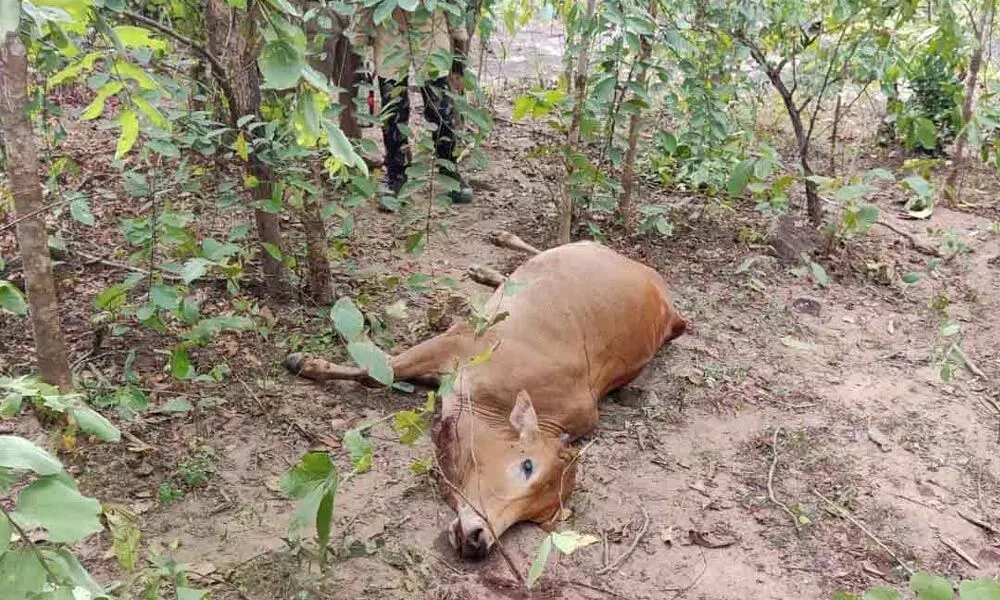 Tiger on prowl, kills calf in Kothagudem