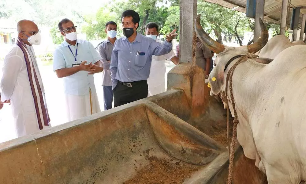 TTD EO  K S Jawahar Reddy during a visit to  SV Dairy Farm in Tirupati  on Saturday