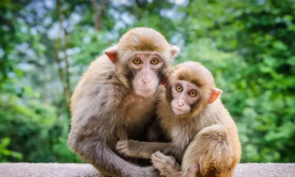 Making of Covaxin: How monkeys were tracked for vaccine