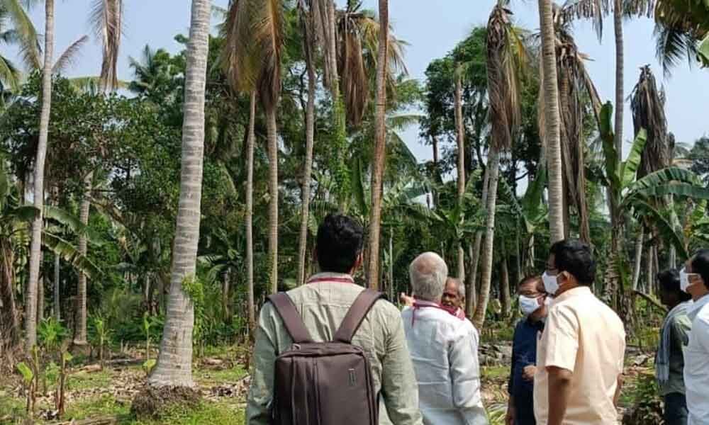 Amalapuram Government releases funds for cure of dying coconut trees