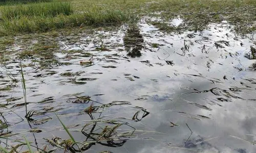 Paddy crop inundated between Ragolu, Rayapadu and Vakalavalasa villages in Srikakulam rural mandal.