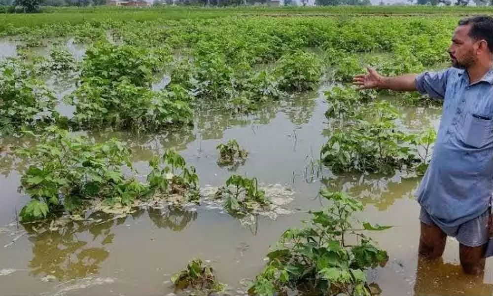 Crops submerged in rainwater in Anantapur district.