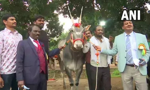 Bengalurus Krishi Mela is a four-day event