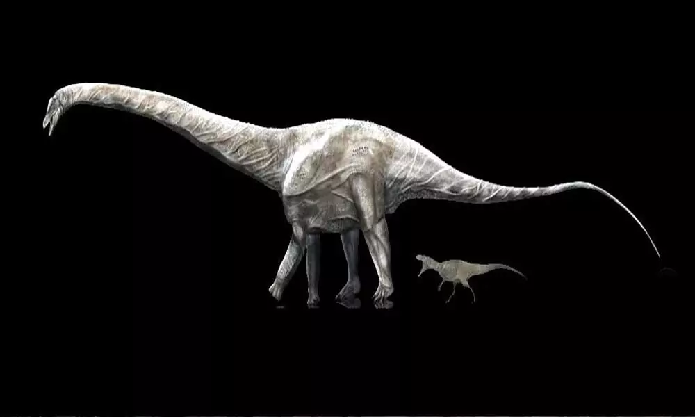 Supersaurus compared to the meat-eating Allosaurus.