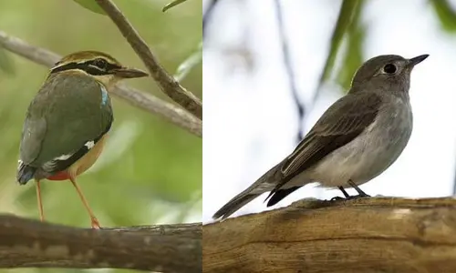 Indian pitta (Pitta brachyura) and Asian brown flycatcher (muscicapa dauurica)