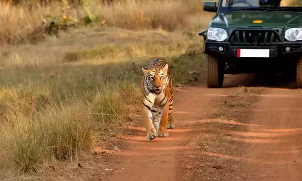 Safari ride into Amrabad tiger reserve begins, pricing Rs 4,600 for two