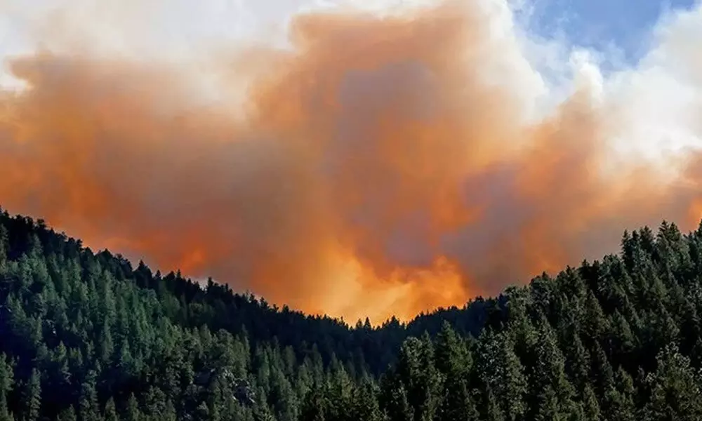 Study Reveals That Wildfires Are Causing Stray Tree Species To Move More Quickly