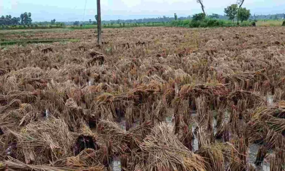 Unseasonal rains spell ruin for paddy farmers