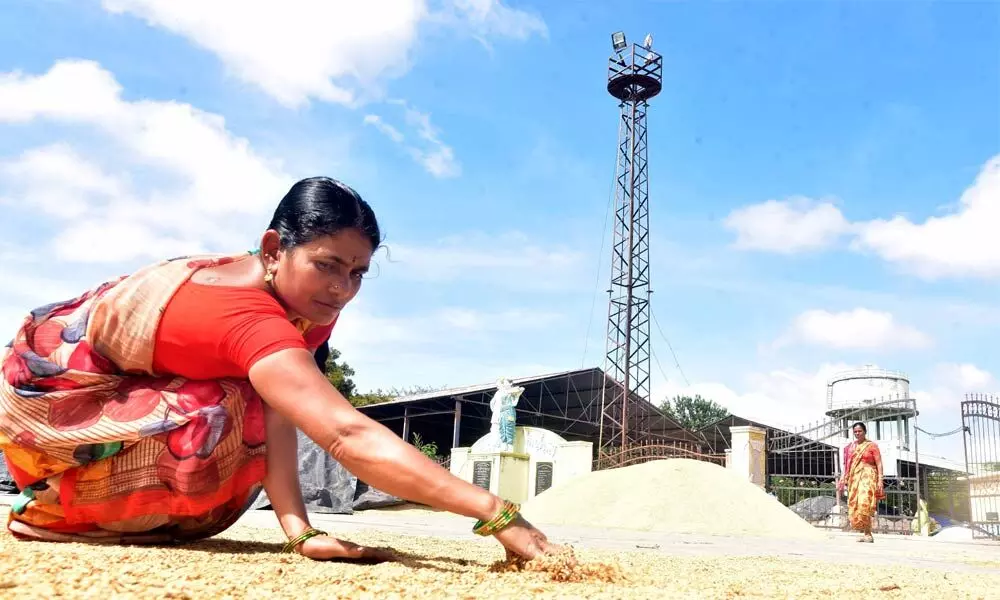 Kethavat Parvathi, Somayakunta Thanda Sarpanch, Raghunathpalli mandal in Jangaon district, toiling out to dry up rian-soaked paddy