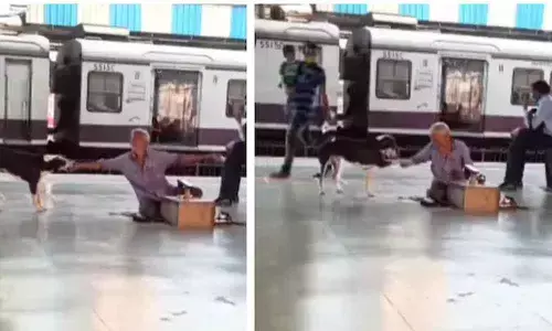 An Old Mans Joyful Contact With Stray dog